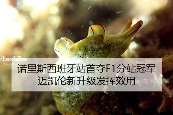诺里斯西班牙站首夺F1分站冠军 迈凯伦新升级发挥效用 - leyu